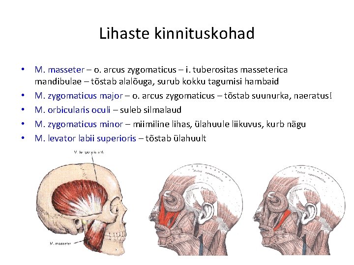 Lihaste kinnituskohad • M. masseter – o. arcus zygomaticus – i. tuberositas masseterica mandibulae