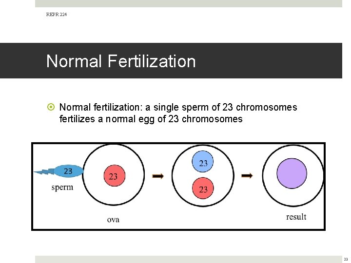 REPR 224 Normal Fertilization Normal fertilization: a single sperm of 23 chromosomes fertilizes a