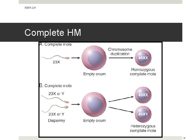 REPR 224 Complete HM 28 