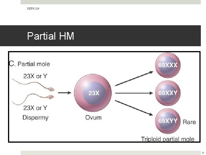 REPR 224 Partial HM 35 