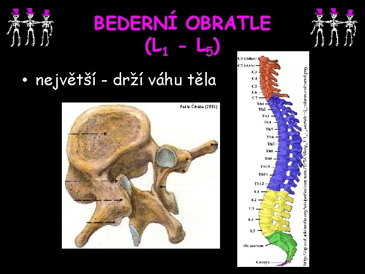 BEDERNÍ OBRATLE (L 1 - L 5) • největší - drží váhu těla Podle