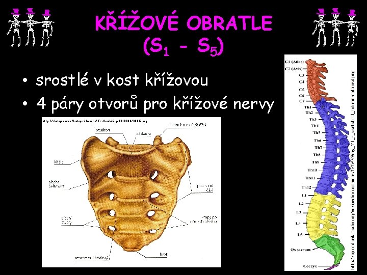 KŘÍŽOVÉ OBRATLE (S 1 - S 5) • srostlé v kost křížovou • 4