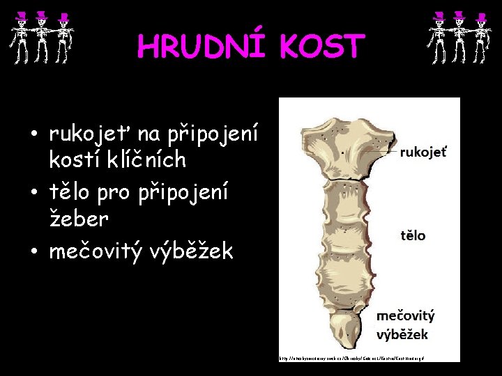 HRUDNÍ KOST • rukojeť na připojení kostí klíčních • tělo pro připojení žeber •