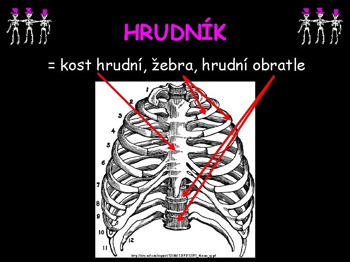 HRUDNÍK = kost hrudní, žebra, hrudní obratle http: //etc. usf. edu/clipart/52100/52195_thorax_lg. gif 
