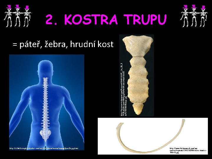 2. KOSTRA TRUPU http: //preview. turbosquid. com/Preview/2012/12/27__16_33_3 7/Oormi. Sternum. V 200. jpg 32696129 -cdc