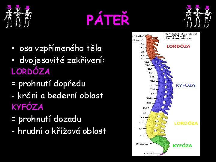 PÁTEŘ http: //upload. wikimedia. org/wikipedia/ commons/5/54/Gray_111__Vertebral_column-coloured. png • osa vzpřímeného těla • dvojesovité zakřivení: