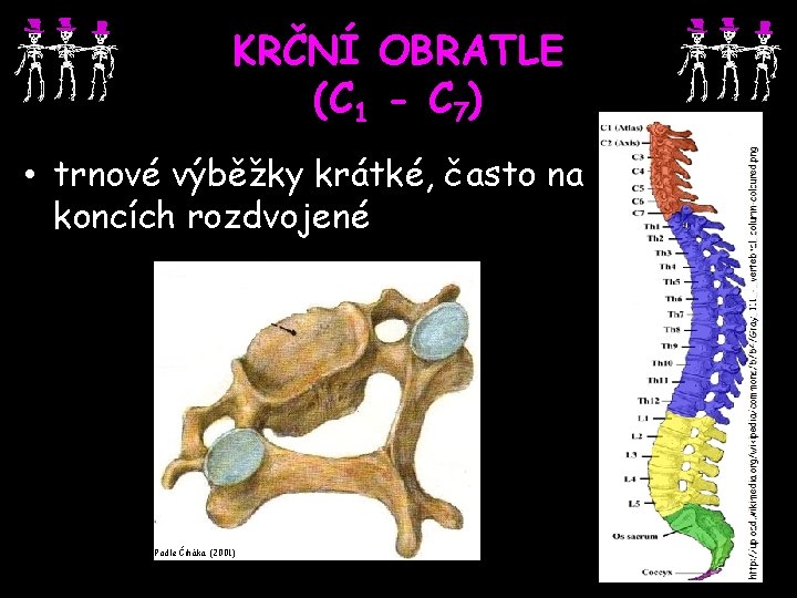 KRČNÍ OBRATLE (C 1 - C 7) • trnové výběžky krátké, často na koncích