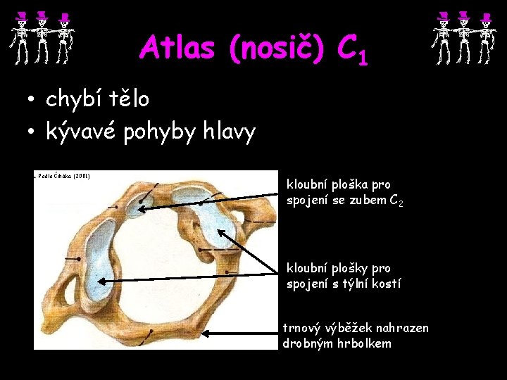 Atlas (nosič) C 1 • chybí tělo • kývavé pohyby hlavy Podle Čiháka (2001)