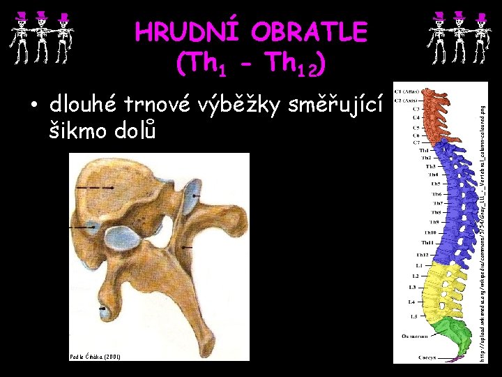  • dlouhé trnové výběžky směřující šikmo dolů Podle Čiháka (2001) http: //upload. wikimedia.