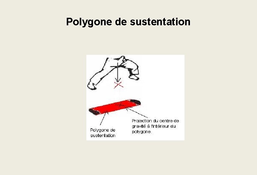 Polygone de sustentation Polygone de sustentation
