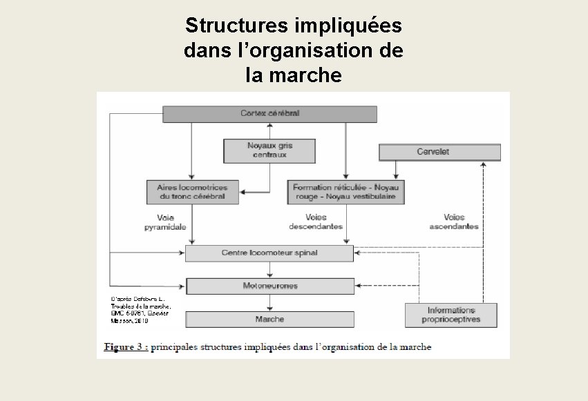 Structures impliquées dans l’organisation de la marche Structures impliquées dans l’organisation de la marche