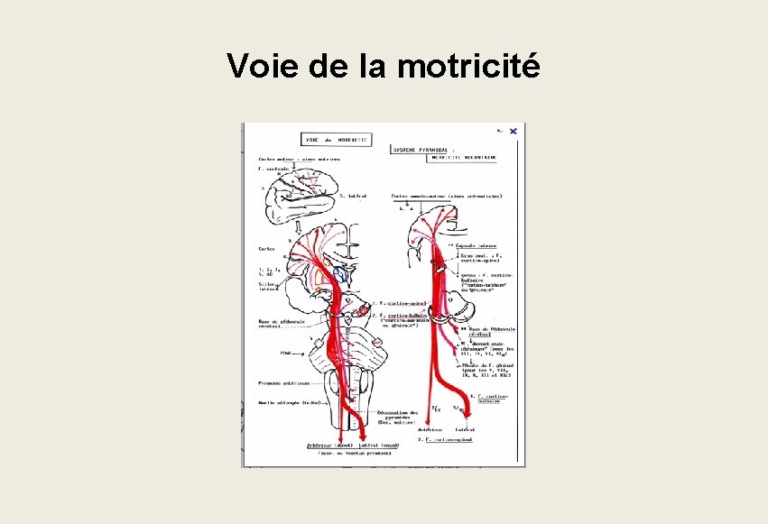 Voie de la motricité Voie de la motricité