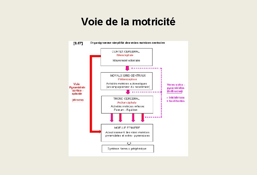 Voie de la motricité Voie de la motricité