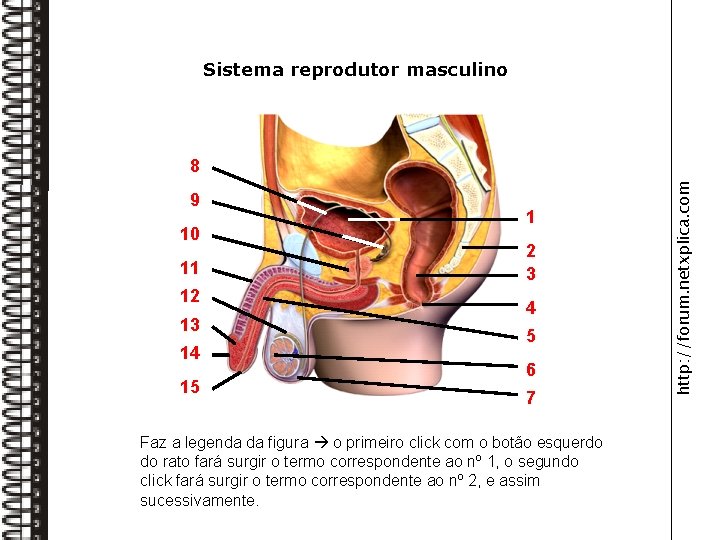 Sistema reprodutor masculino Vesícula seminal 9 10 Próstata 11 Pénis 12 Epidídimo 13 Glande