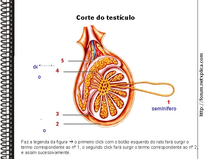 Canal 5 deferente Epidídim 4 o Testícul 3 o Escrot 2 o Tubo 1