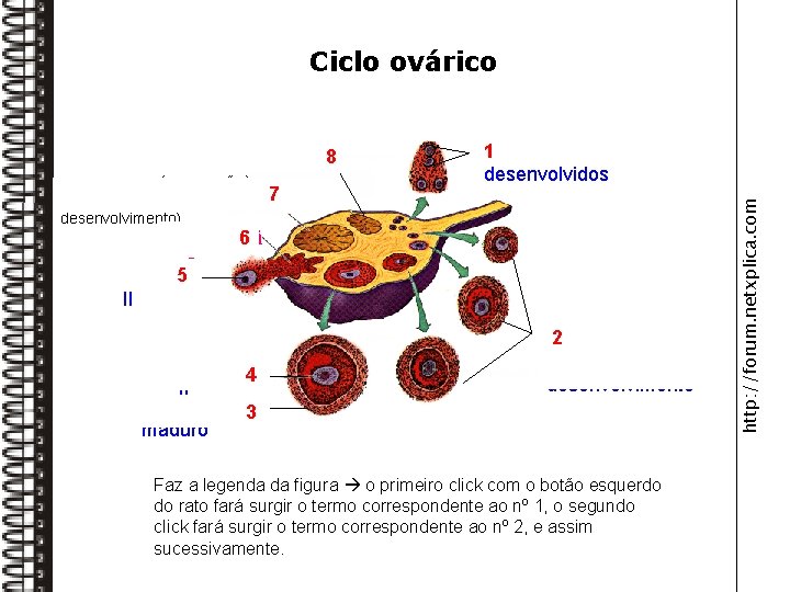 Ciclo ovárico 8 1 Folículos não desenvolvidos desenvolvimento) Ovulaçã 6 o Ovócito 5 II