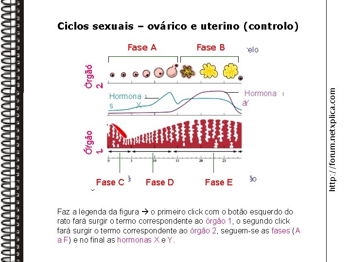 Ciclos sexuais – ovárico e uterino (controlo) Progesteron Hormona a. Y Órgão Úter 1