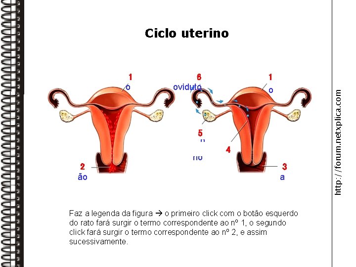 Úter 1 o Menstruaç 2 ão Óvulo 6 no oviduto Ovári 5 o Endomét