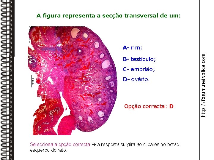 A figura representa a secção transversal de um: B- testículo; C- embrião; D- ovário.