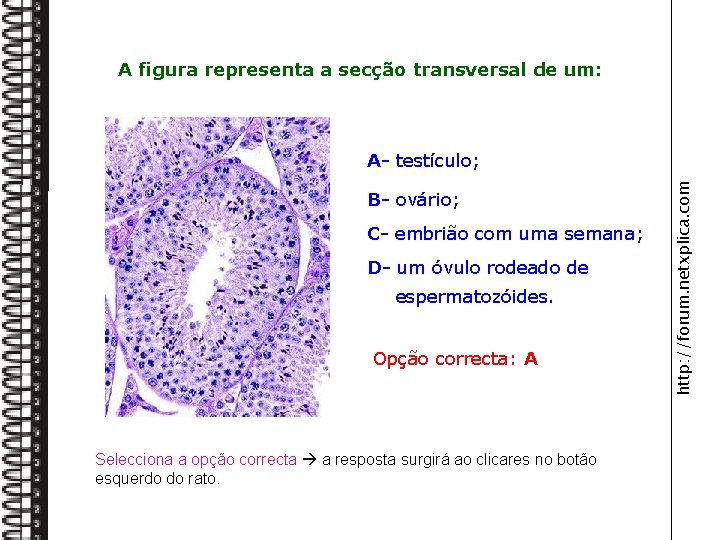 A figura representa a secção transversal de um: B- ovário; C- embrião com uma