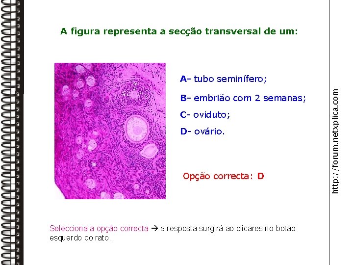 A figura representa a secção transversal de um: B- embrião com 2 semanas; C-
