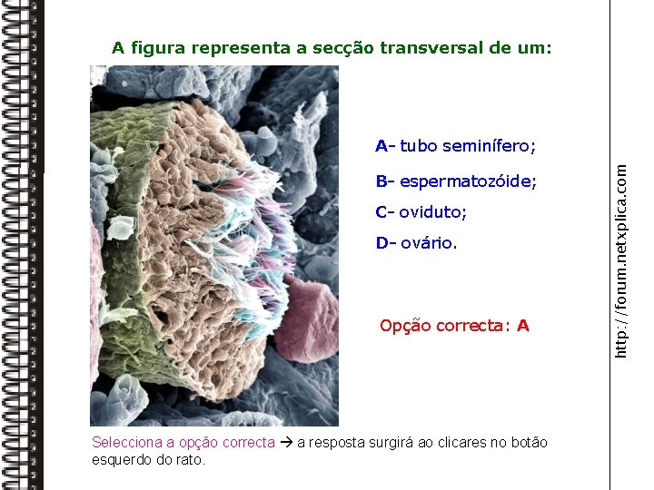 A figura representa a secção transversal de um: B- espermatozóide; C- oviduto; D- ovário.