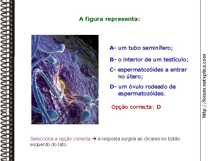 A figura representa: B- o interior de um testículo; C- espermatozóides a entrar no