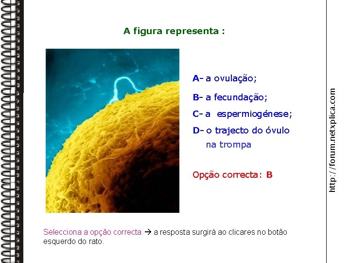 A figura representa : B- a fecundação; C- a espermiogénese; D- o trajecto do