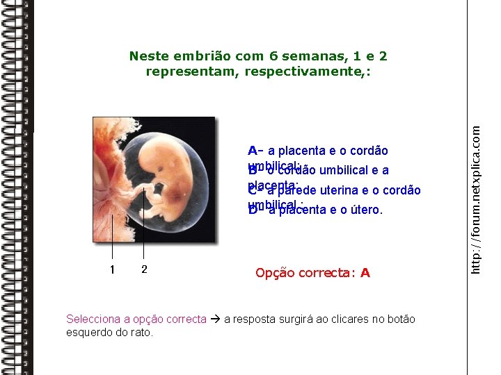 A- a placenta e o cordão umbilical; B- o cordão umbilical e a placenta;