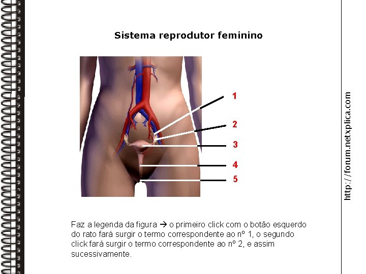 1 Trompa de Falópio 2 Ovário 3 Útero 4 Vagina 5 Vulva Faz a