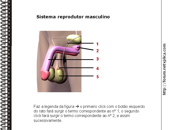 Canal deferente 1 2 Próstata 3 Pénis Epidídimo 4 Testículo 5 Faz a legenda