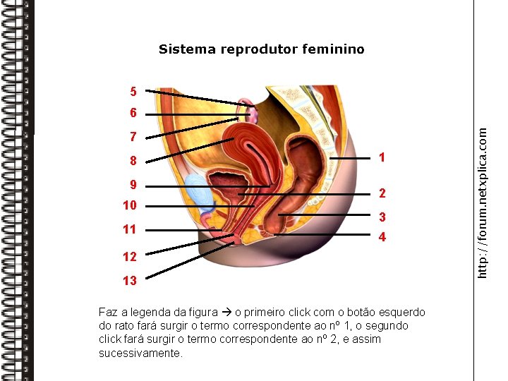 Sistema reprodutor feminino Pavilhão da trompa 5 7 Trompa 8 Útero 9 Colo do