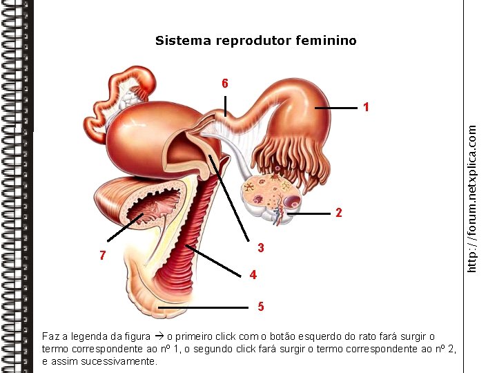 Sistema reprodutor feminino 6 Oviduto 2 Ovário Bexiga 7 3 Útero 4 Vagina 5