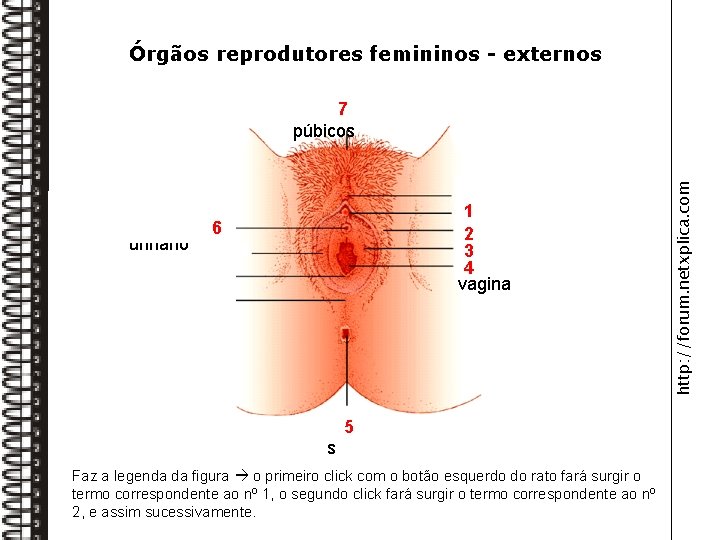 Órgãos reprodutores femininos - externos Orifício urinário Clitóri 1 s 2 Grandes Pequenos lábios
