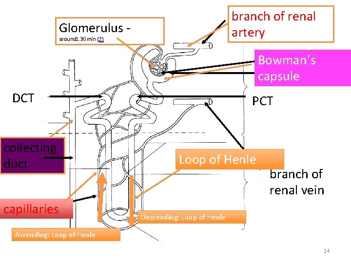 branch of renal artery Glomerulus - around 1. 30 min (2) Bowman’s capsule DCT branch of renal artery Glomerulus - around 1. 30 min (2) Bowman’s capsule DCT