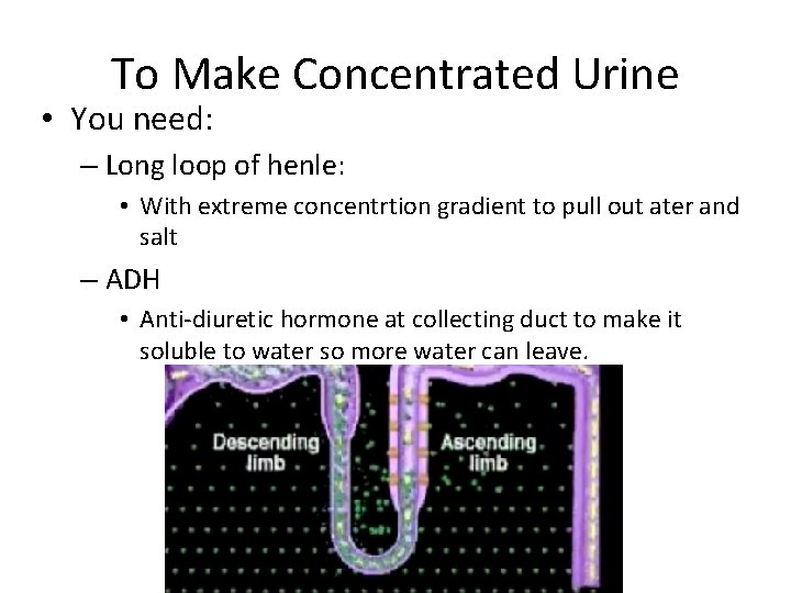 To Make Concentrated Urine • You need: – Long loop of henle: • With To Make Concentrated Urine • You need: – Long loop of henle: • With