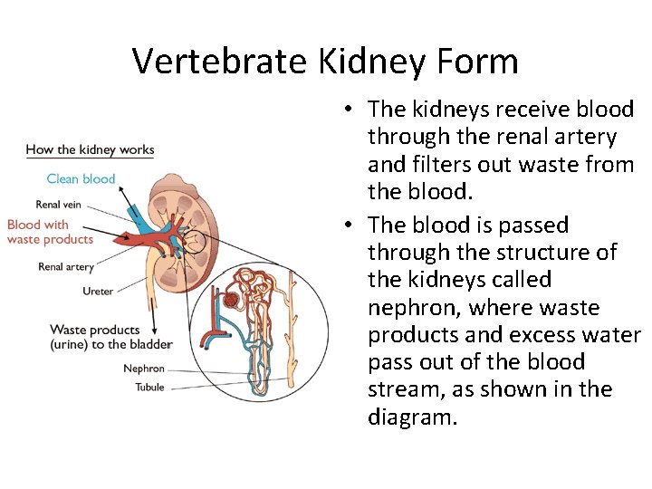 Vertebrate Kidney Form • The kidneys receive blood through the renal artery and filters Vertebrate Kidney Form • The kidneys receive blood through the renal artery and filters