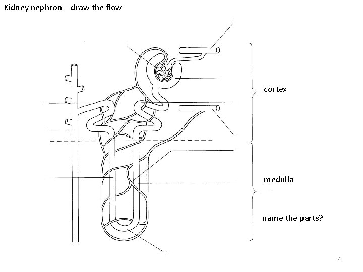 Kidney nephron – draw the flow cortex medulla name the parts? 4 Kidney nephron – draw the flow cortex medulla name the parts? 4