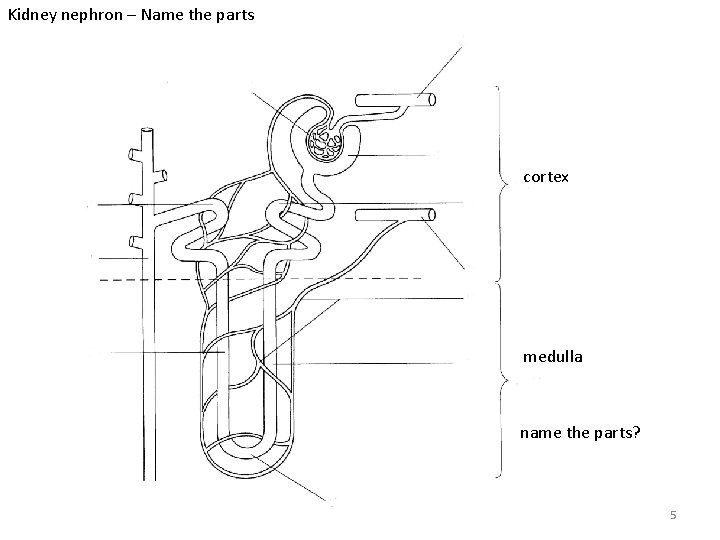 Kidney nephron – Name the parts cortex medulla name the parts? 5 Kidney nephron – Name the parts cortex medulla name the parts? 5