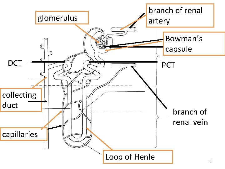 glomerulus branch of renal artery Bowman’s capsule DCT PCT collecting duct branch of renal glomerulus branch of renal artery Bowman’s capsule DCT PCT collecting duct branch of renal