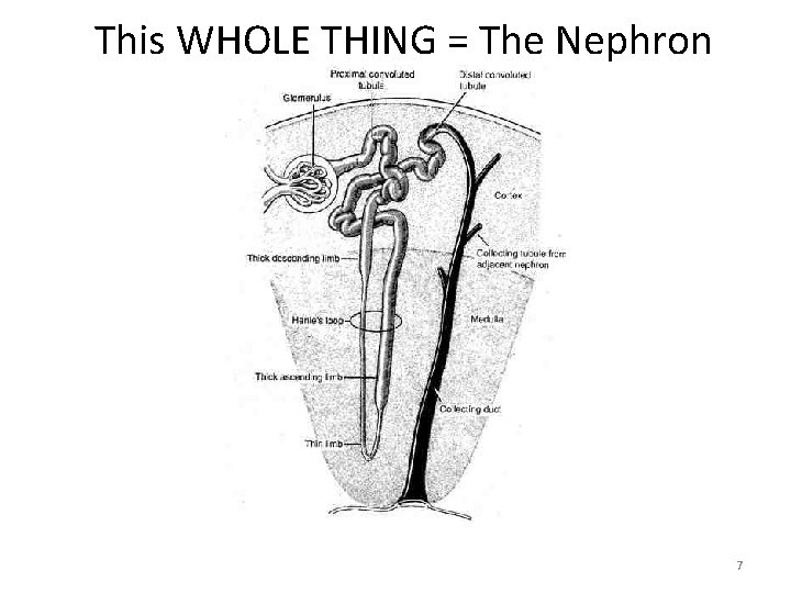 This WHOLE THING = The Nephron 7 This WHOLE THING = The Nephron 7