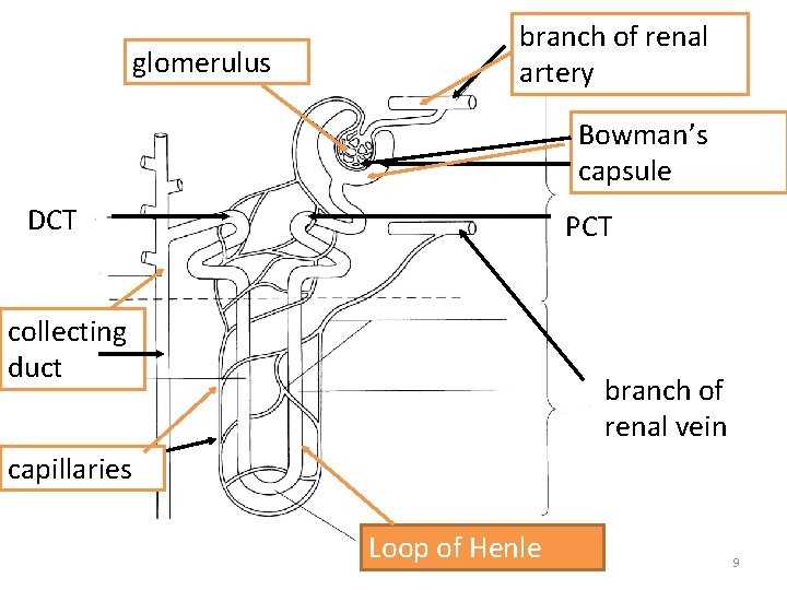 glomerulus branch of renal artery Bowman’s capsule DCT PCT collecting duct branch of renal glomerulus branch of renal artery Bowman’s capsule DCT PCT collecting duct branch of renal