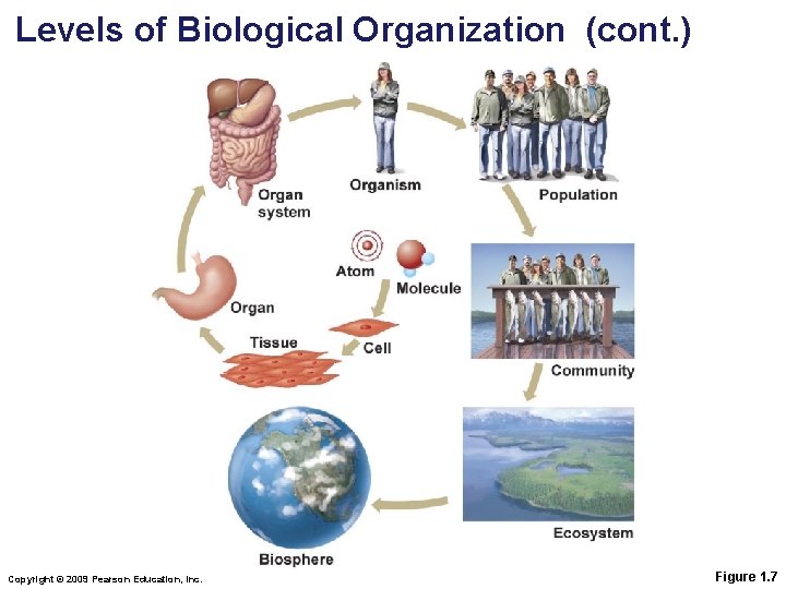 Levels of Biological Organization (cont. ) Copyright © 2009 Pearson Education, Inc. Figure 1.
