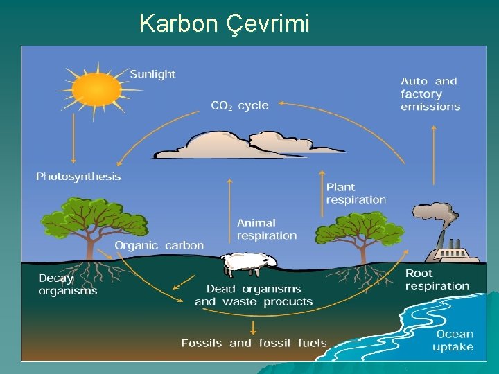 Karbon Çevrimi 