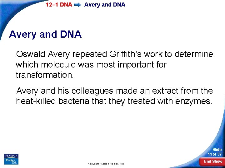 12– 1 DNA Avery and DNA Oswald Avery repeated Griffith’s work to determine which