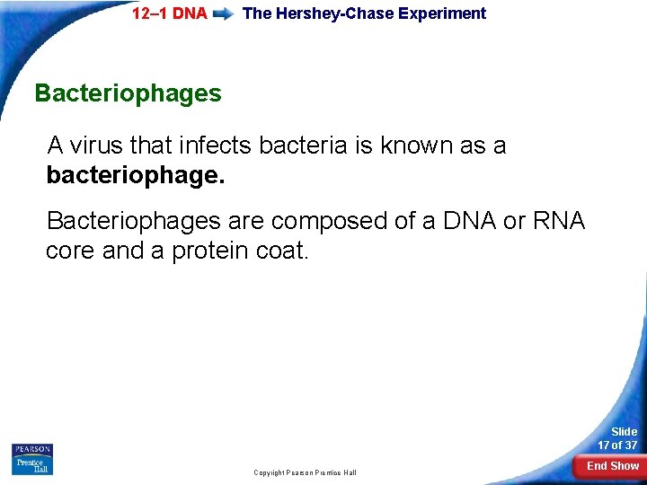 12– 1 DNA The Hershey-Chase Experiment Bacteriophages A virus that infects bacteria is known