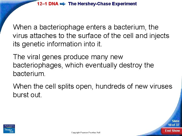 12– 1 DNA The Hershey-Chase Experiment When a bacteriophage enters a bacterium, the virus