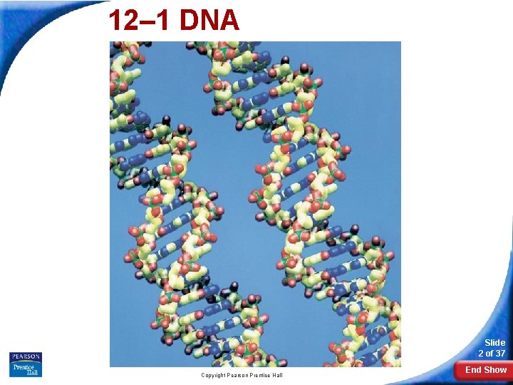 12– 1 DNA Slide 2 of 37 Copyright Pearson Prentice Hall End Show 