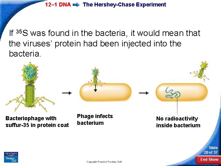 12– 1 DNA The Hershey-Chase Experiment If 35 S was found in the bacteria,