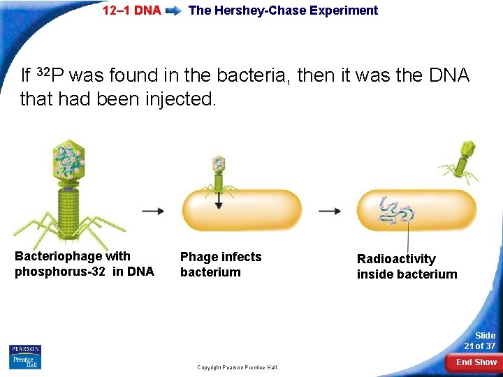 12– 1 DNA The Hershey-Chase Experiment If 32 P was found in the bacteria,